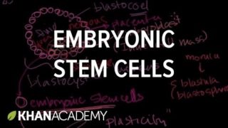 Embryonic Stem Cells