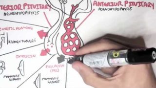 Endocrinology – Overview