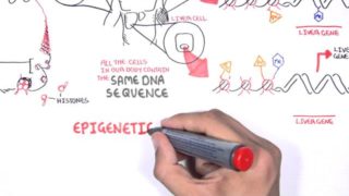 Epigenetics – An Introduction
