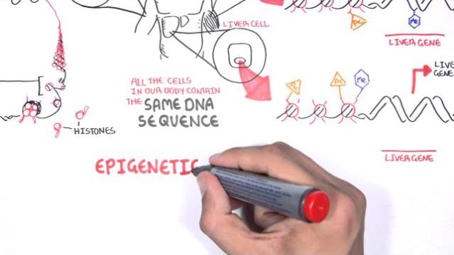 Epigenetics – An Introduction