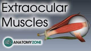 Extraocular Muscles | Eye Anatomy