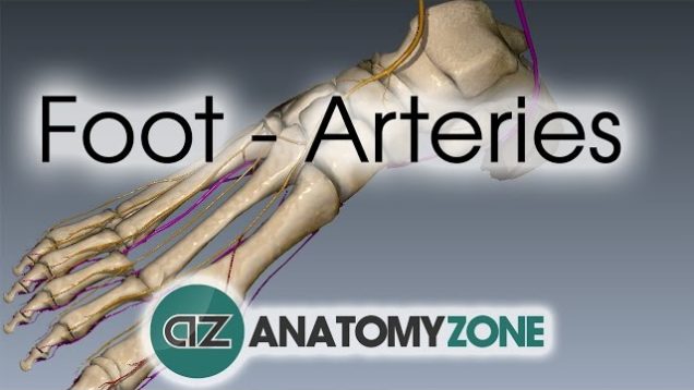 Foot Arteries – 3D Anatomy Tutorial