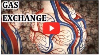 Gas Exchange Animation  MADE EASY