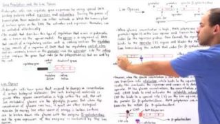 Gene Regulation and the Lac Operon