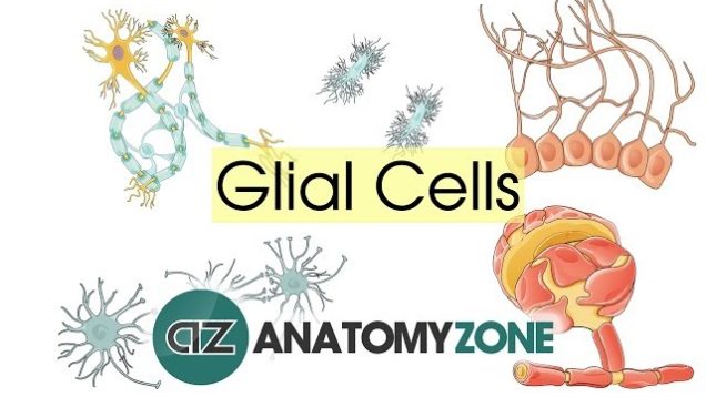 Glial Cells – Neuroanatomy Basics – Anatomy Tutorial