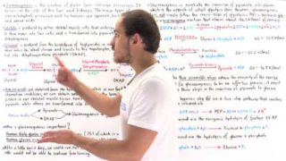 Steps of Gluconeogenesis Video Tutorial