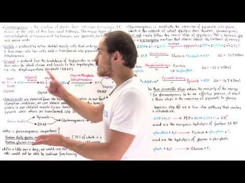 Steps of Gluconeogenesis Video Tutorial