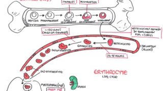 Haematology – Red Blood Cell Life Cycle
