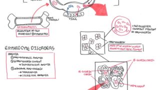 Haematology – Red Blood Cells