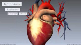 Heart Anatomy – Left Atrium – 3D Anatomy Tutorial
