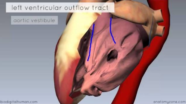 Heart Anatomy – Left Ventricle – 3D Anatomy Tutorial