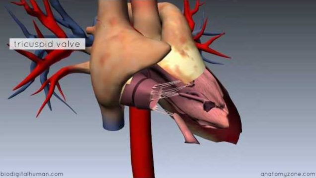 Heart Anatomy – Right Ventricle – 3D Anatomy Tutorial