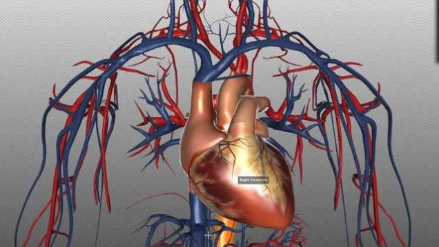 Heart Structure and Function Basics – Anatomy Tutorial