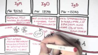 Immunology  – Antibodies (Function)