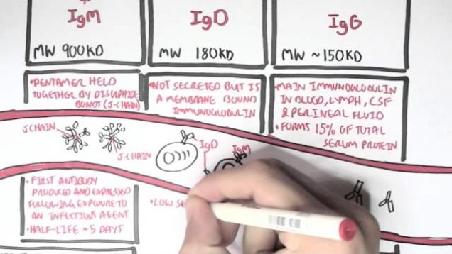 Immunology  – Antibodies (Function)