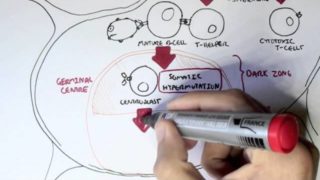Immunology – Antibody (BCR) and TCR Diversity