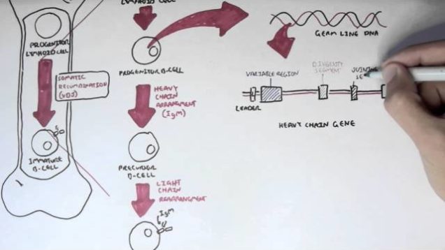 Immunology – Antibody Somatic (VDJ) Recombination I