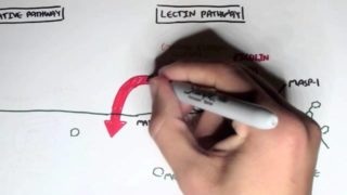 Immunology – Innate Immunity (Complement System Overview)
