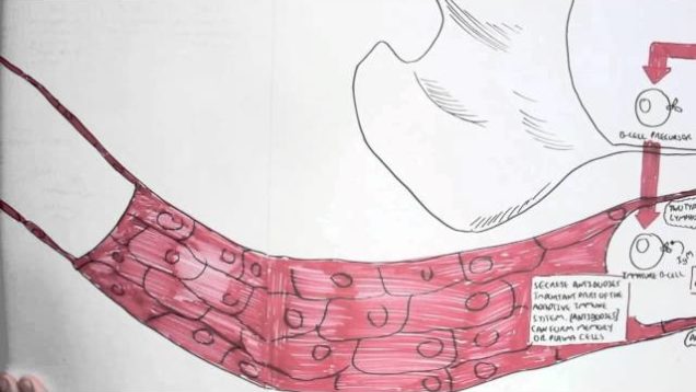 Immunology Map II – Organs and Tissues