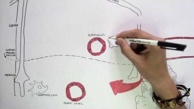 Immunology Map III – T cell development I
