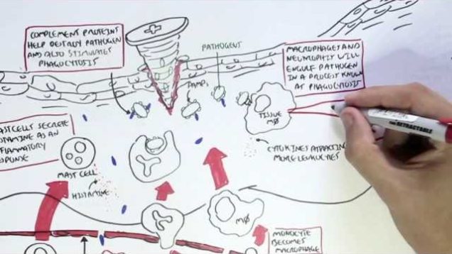 Immunology Map IV – Innate Immune response I