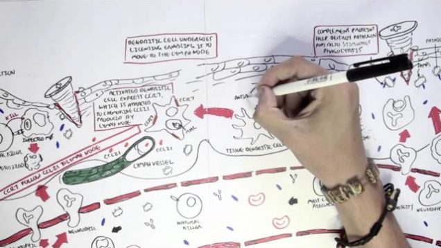 Immunology Map VII – Adaptive (Acquired) Immunity