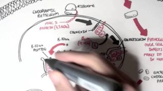 Immunology – MHC I Processing