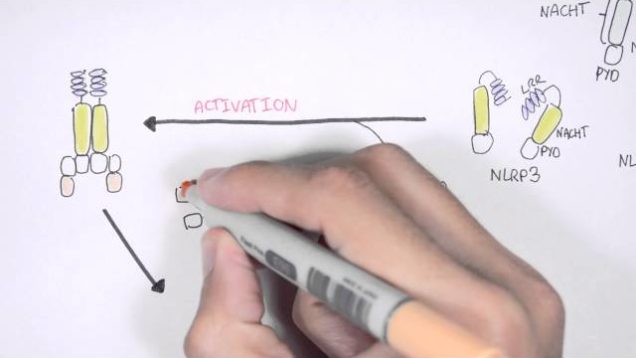 Immunology – NOD like receptors and the Inflammasome