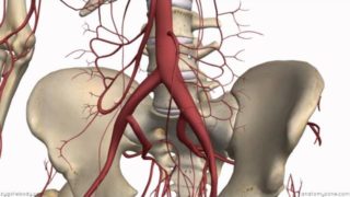 Inferior Mesenteric Artery – Anatomy Tutorial