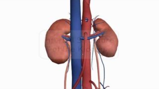 Internal structure of the Kidney – Anatomy Tutorial