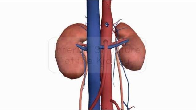 Internal structure of the Kidney – Anatomy Tutorial