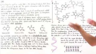 Introduction to DNA