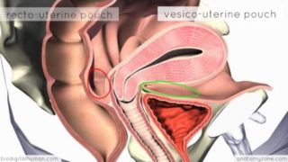 Introduction to Female Reproductive Anatomy – 3D Anatomy Tutorial