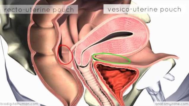 Introduction to Female Reproductive Anatomy – 3D Anatomy Tutorial