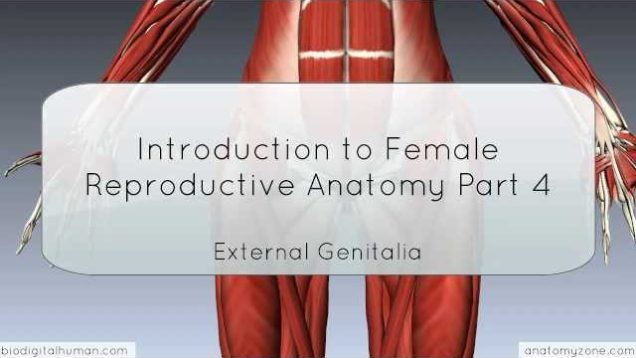 Introduction to Female Reproductive Anatomy Part 4 – External Genitalia – 3D Anatomy Tutorial