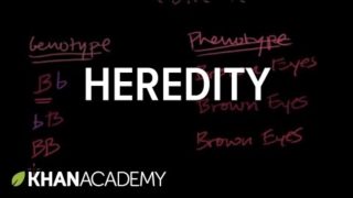 Introduction to Heredity