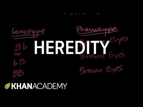 Introduction to Heredity