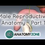Introduction to Male Reproductive Anatomy - Part 1 - Testis and Epididymis