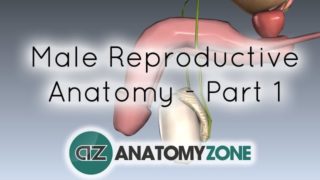 Introduction to Male Reproductive Anatomy – Part 1 – Testis and Epididymis