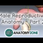 Introduction to Male Reproductive Anatomy - Part 2 - Vas Deferens and Accessory Glands