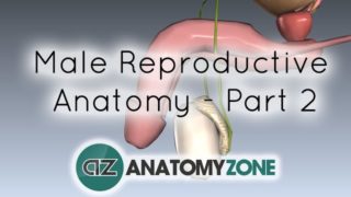 Introduction to Male Reproductive Anatomy – Part 2 – Vas Deferens and Accessory Glands