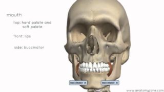 Introduction to the Digestive System Part 1 – Mouth and Pharynx – 3D Anatomy Tutorial