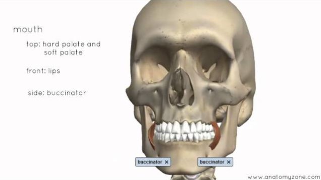 Introduction to the Digestive System Part 1 – Mouth and Pharynx – 3D Anatomy Tutorial