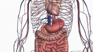 Introduction to the Digestive System Part 2 – Oesophagus and Stomach – 3D Anatomy Tutorial