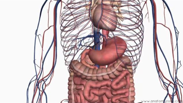Introduction to the Digestive System Part 2 – Oesophagus and Stomach – 3D Anatomy Tutorial