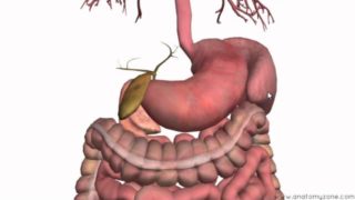 Introduction to the Digestive System Part 3 – Intestines and Beyond – 3D Anatomy Tutorial