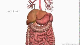 Introduction to the Digestive System Part 4 – Accessory Organs – 3D Anatomy Tutorial