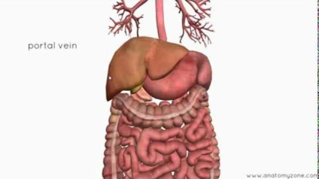 Introduction to the Digestive System Part 4 – Accessory Organs – 3D Anatomy Tutorial