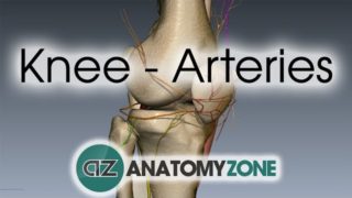 Knee Arteries – 3D Anatomy Tutorial