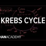 Citric Acid Cycle (Krebs Cycle)